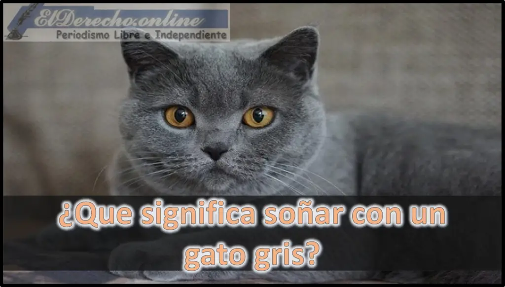 Soñar Con Gato Gris Qué Significa Este Sueño El Derecho Online2024