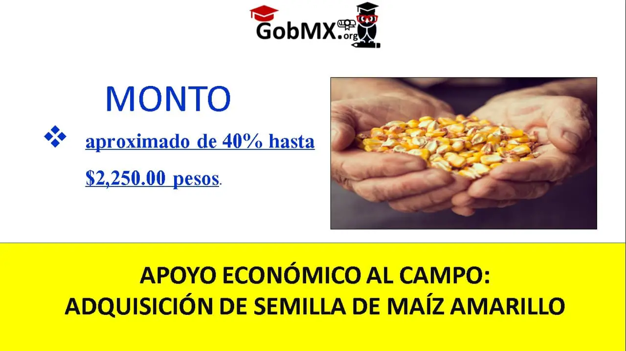 ▷ Apoyo Económico al Campo: Adquisición de Semilla de Maíz Amarillo » 2020 El Derecho Online 🥇 Apoyo Económico al Campo: Adquisición de Semilla de Maíz Amarillo