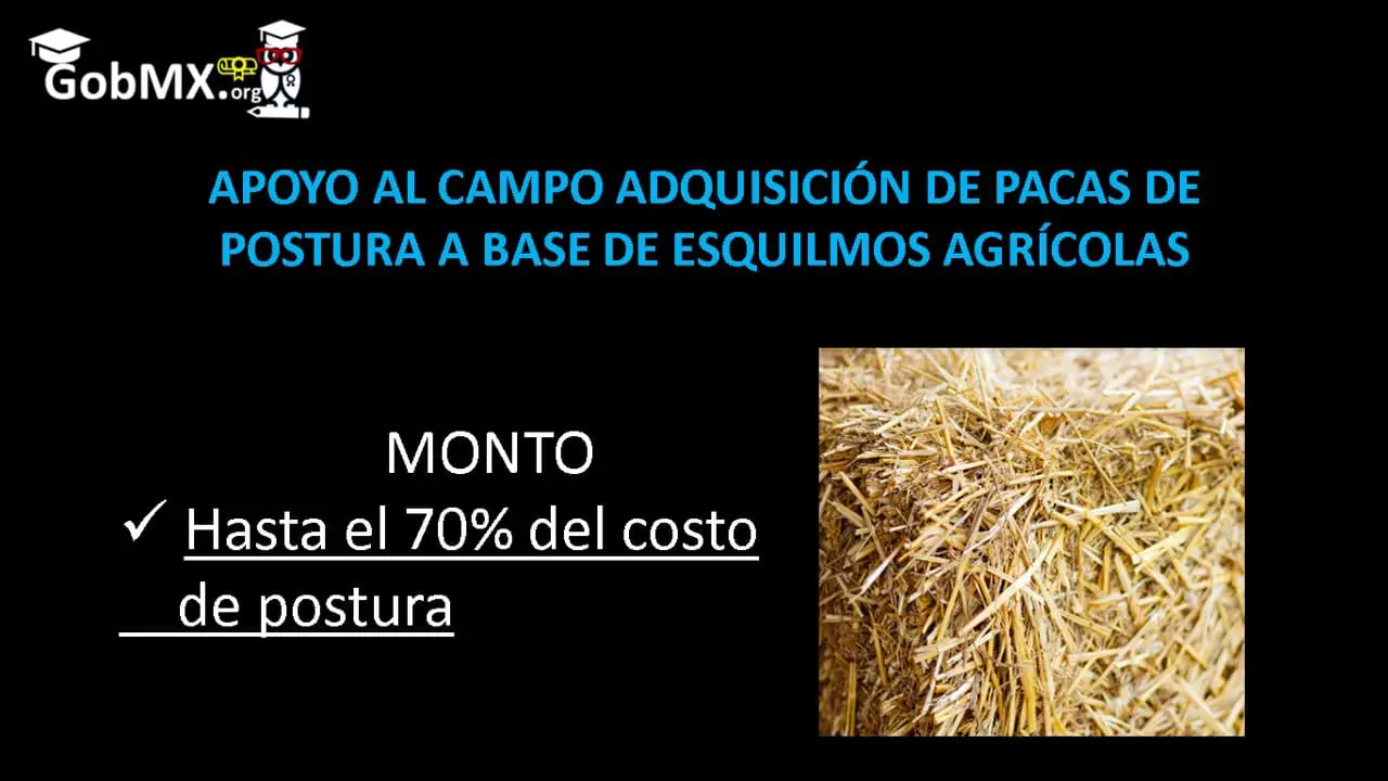 ▷ Apoyo al Campo Adquisición de Pacas de Postura a Base de Esquilmos Agrícolas » 2021 El Derecho Online 🥇 Apoyo al Campo Adquisición de Pacas de Postura a Base de Esquilmos Agrícolas