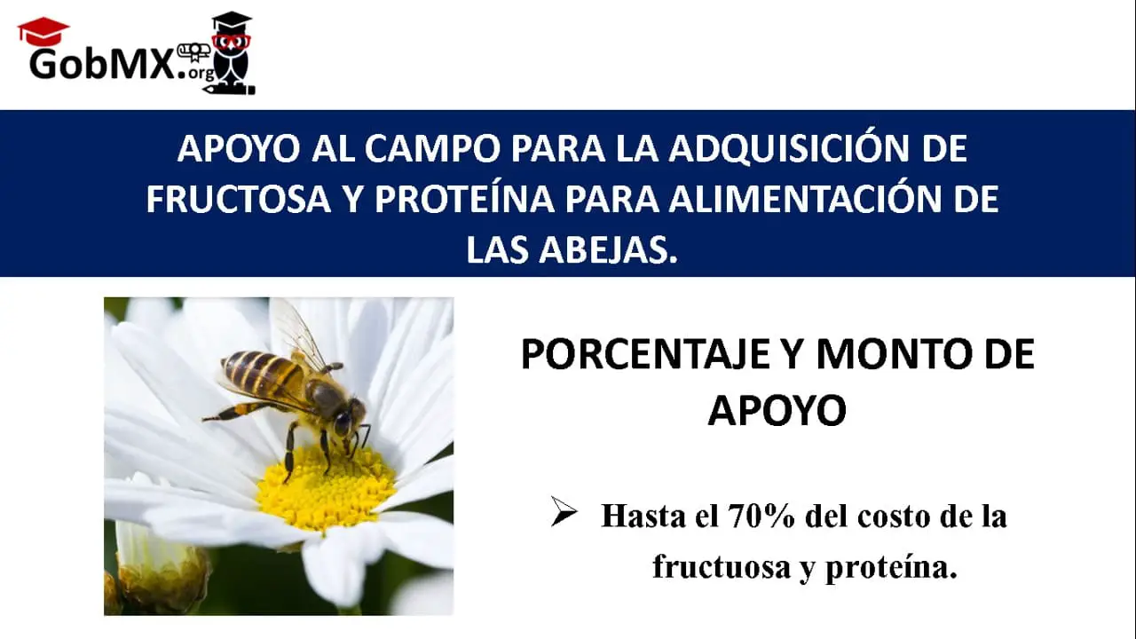 ▷ Apoyo al Campo para la Adquisición de Fructosa y Proteína para Alimentación de las Abejas. » 2021 El Derecho Online 🥇 Apoyo al Campo para la Adquisición de Fructosa y Proteína para Alimentación de las Abejas.