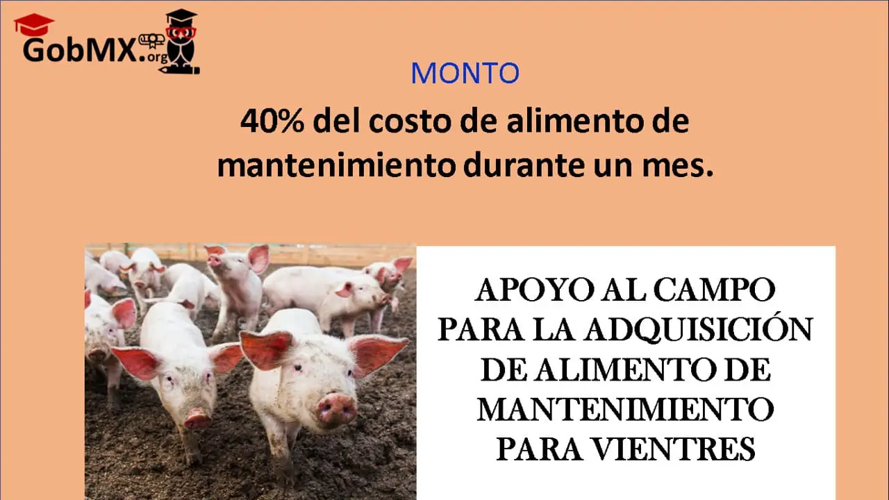 ▷ Apoyo al campo para la Adquisición de Alimento de Mantenimiento para Vientres » 2021 El Derecho Online 🥇 apoyo-al-campo-para-la-adquisición-de-alimento-de-mantenimiento-para-vientres