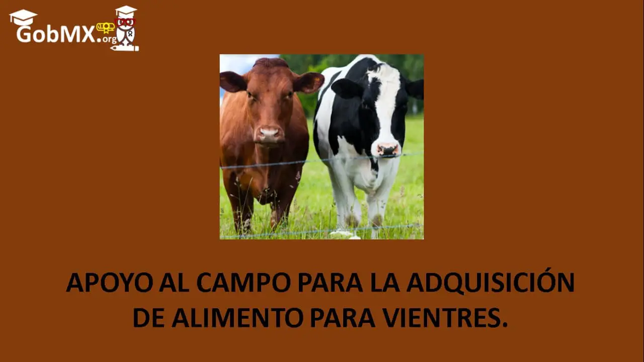 ▷ Apoyo al Campo para la Adquisición de Alimento para Vientres » 2021 El Derecho Online 🥇 apoyo-al-campo-para-la-adquisicion-de-alimento-para-vientres