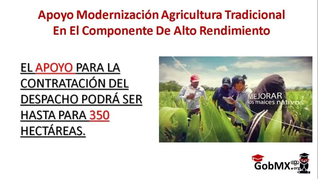 apoyo-programa-modernizacion-agricultura-tradicional-en-el-componente-de-agricultura-de-alto-rendimiento