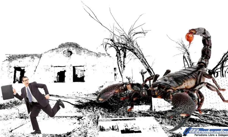 ▷ ¿Qué significa soñar con un escorpión? » 2021 El Derecho Online 🥇 que-significa-sonar-con-un-escorpion