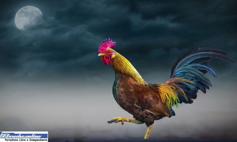 ▷ ¿Qué significa soñar con un gallo? » 2021 El Derecho Online 🥇 que-significa-sonar-con-un-gallo