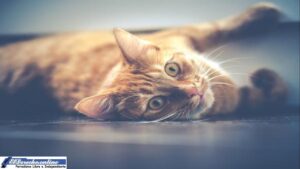 ▷ ¿Qué significa soñar con un gato? » 2023 El Derecho Online 🥇 que-significa-sonar-con-un-gato