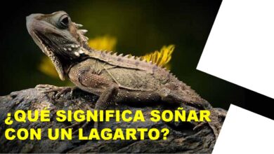 que-significa-sonar-con-un-lagarto