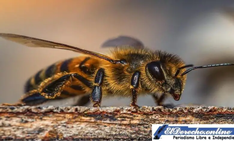 ▷ ¿Qué significa soñar con una abeja? » 2022 El Derecho Online 🥇 que-significa-sonar-con-una-abeja