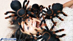 ▷ ¿Qué significa soñar con una araña? » 2023 El Derecho Online 🥇 que-significa-sonar-con-una-arana