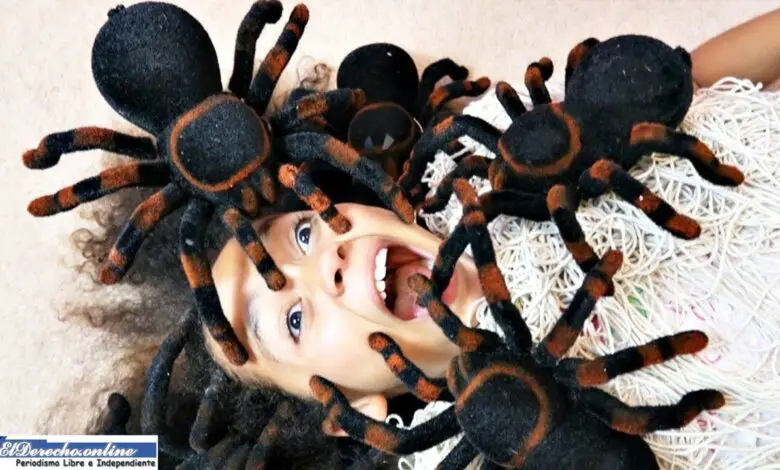 ▷ ¿Qué significa soñar con una araña? » 2021 El Derecho Online 🥇 que-significa-sonar-con-una-arana