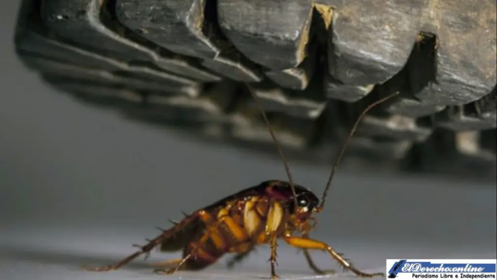 que-significa-sonar-con-una-cucaracha