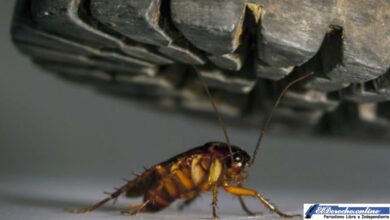 que-significa-sonar-con-una-cucaracha