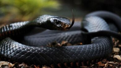 que-significa-sonar-con-una-serpiente