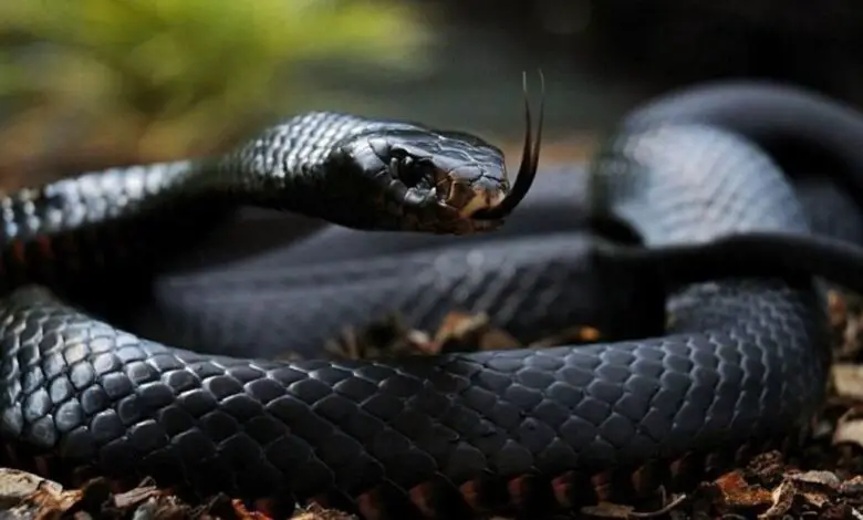 ▷ ¿Qué significa soñar con una serpiente? » 2021 El Derecho Online 🥇 que-significa-sonar-con-una-serpiente