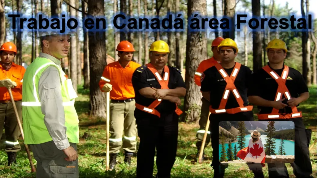trabajo-en-canada-area-forestal
