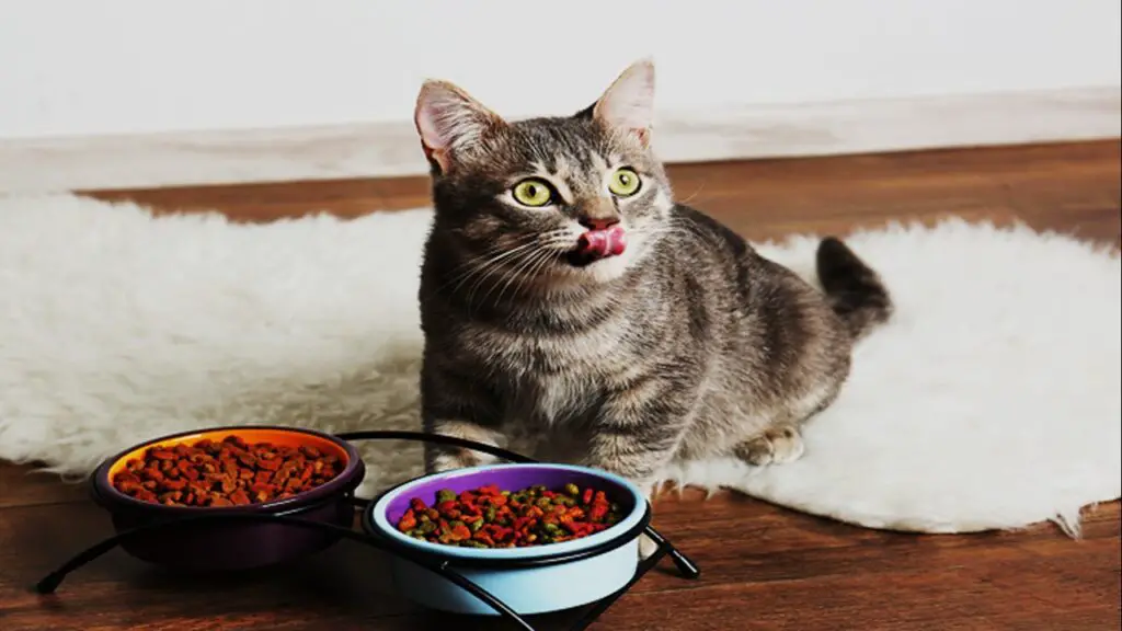 ¿Cuál es el mejor pienso para los gatitos? aprenda todo sobre la nutrición felina