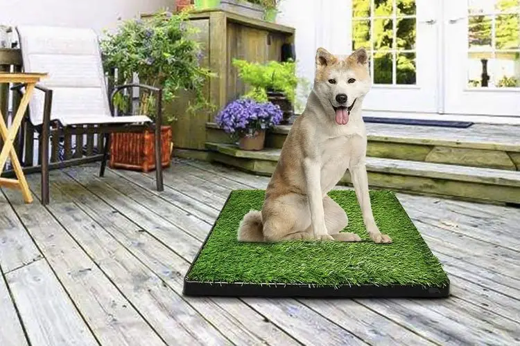 alfombra-higienica-para-perros-o-papel-de-periodico-cual-es-la-mejor-opcion-para-su-mascota-1