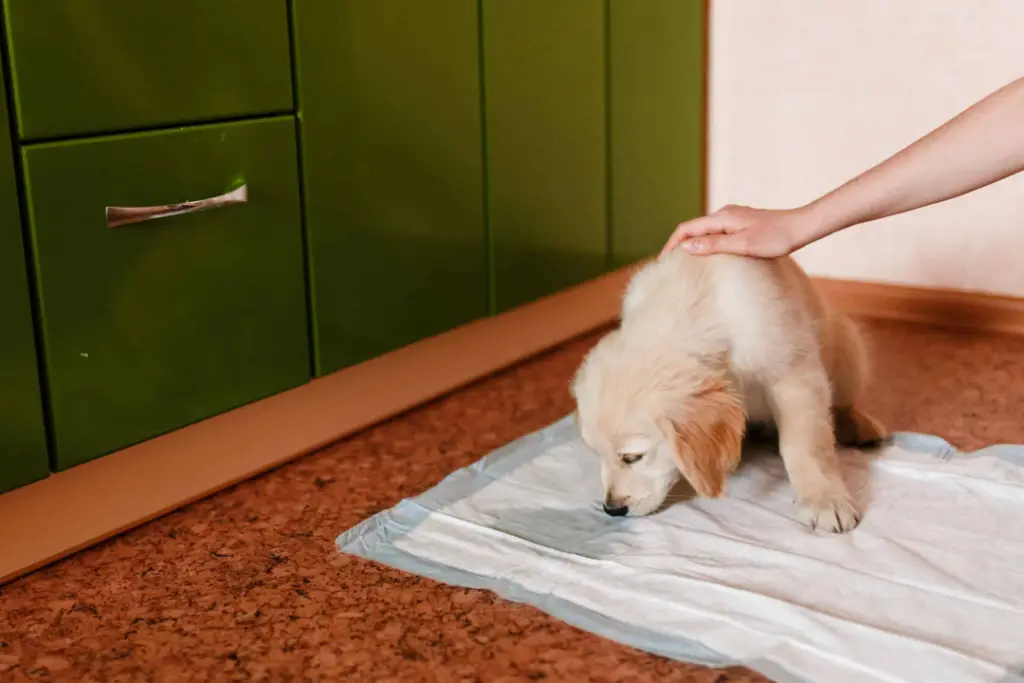 alfombra-higienica-para-perros-o-papel-de-periodico-cual-es-la-mejor-opcion-para-su-mascota