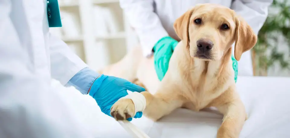 castracion-de-cachorros-conoce-los-cuidados-antes-de-la-cirugia-1