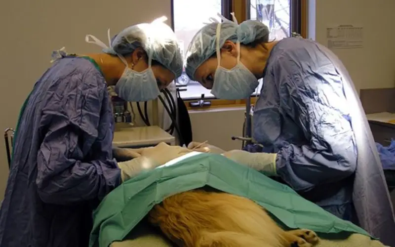 castracion-de-cachorros-conoce-los-cuidados-antes-de-la-cirugia