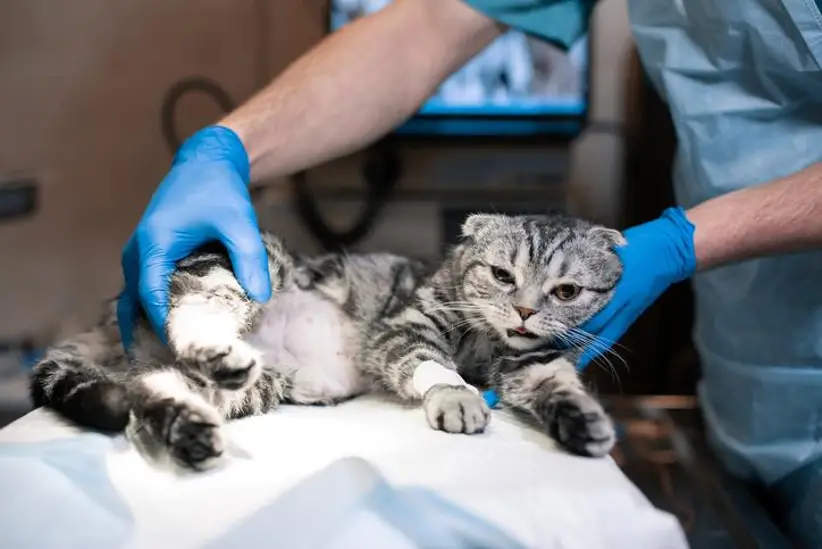 castracion-del-gato-cuidados-para-tu-felino-antes-de-la-cirugia-1