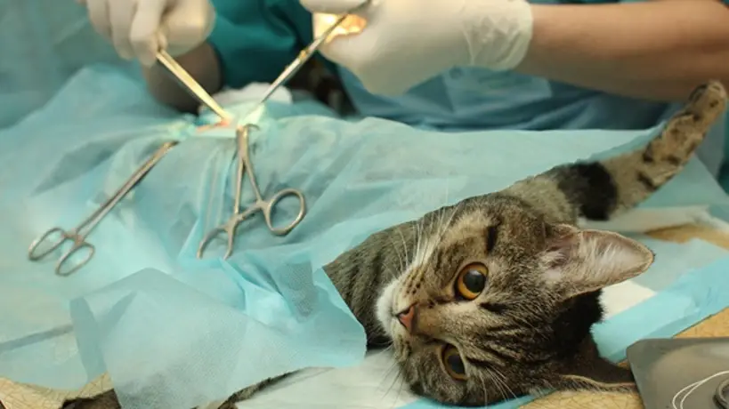 castracion-del-gato-cuidados-para-tu-felino-antes-de-la-cirugia