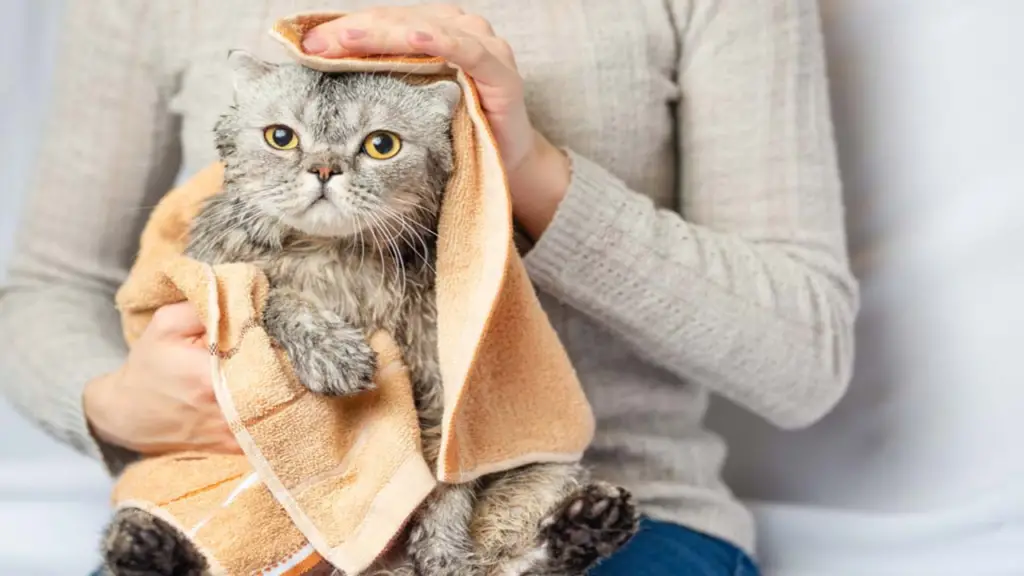 como-banar-a-los-gatos-7-consejos-para-la-higiene-felina-1