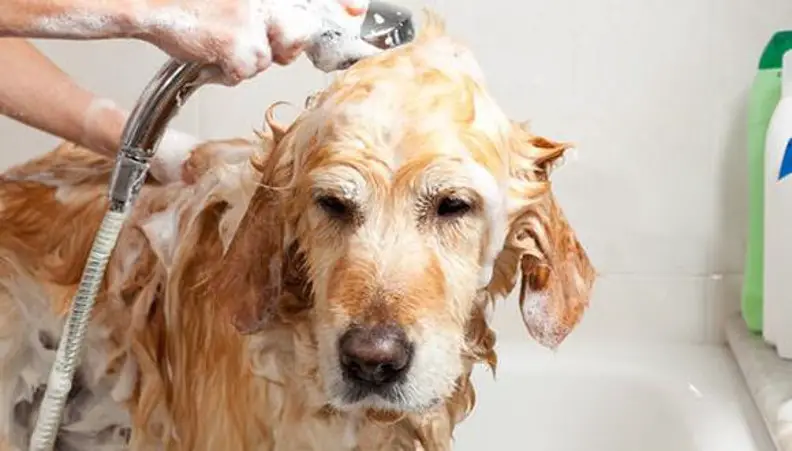 como-banar-a-un-perro-10-consejos-para-mantener-la-higiene-de-tu-mascota