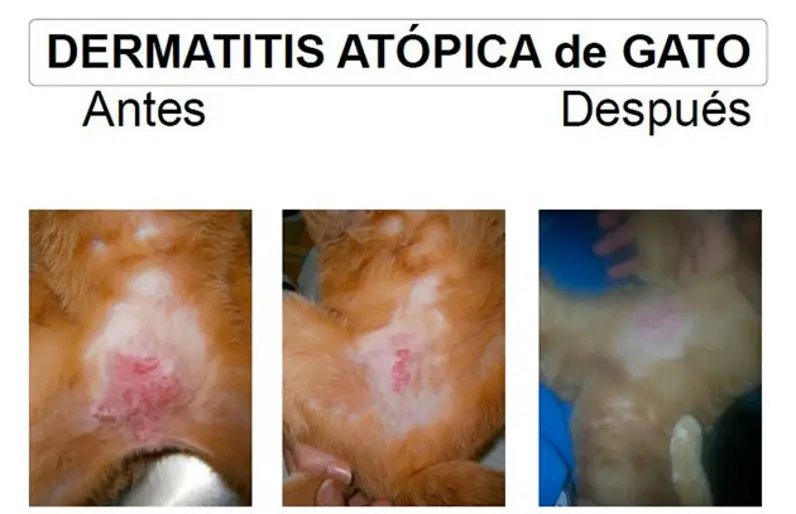 dermatitis-en-gatos-conozca-mas-sobre-la-atopia