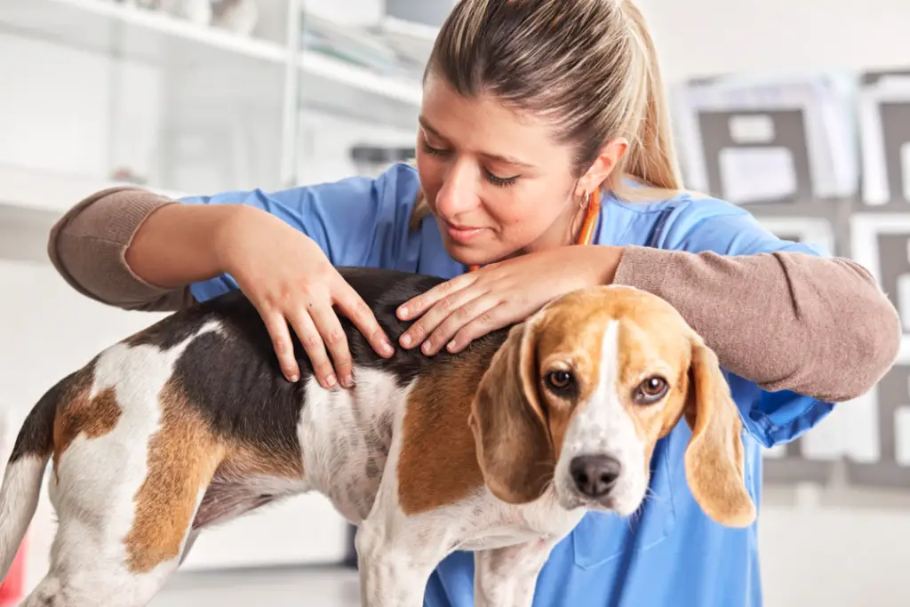vacuna-para-perros-es-normal-que-aparezca-un-bulto-en-la-piel-tras-la-aplicacion