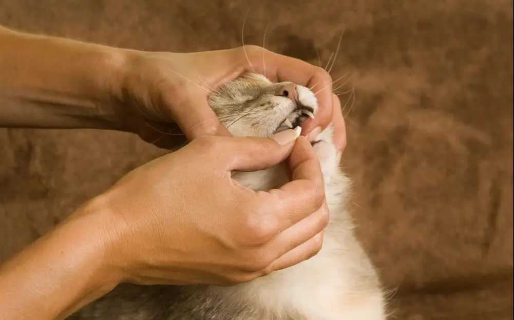 vermifugo-para-gatos-como-prevenir-el-felino-y-cuando-repetir-la-dosis