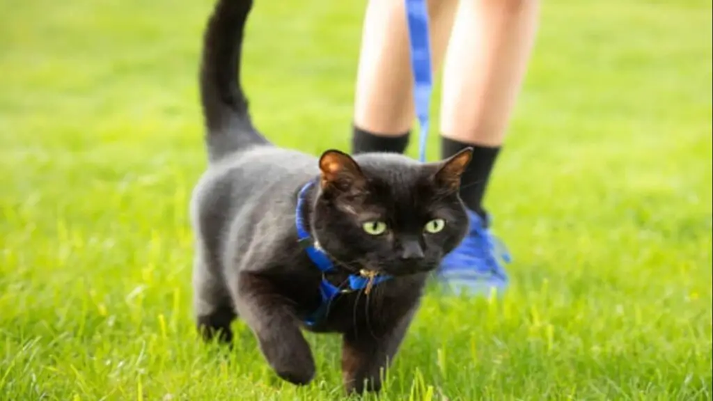 ¿Cómo se camina con un gato? 6 consejos de adaptación y seguridad