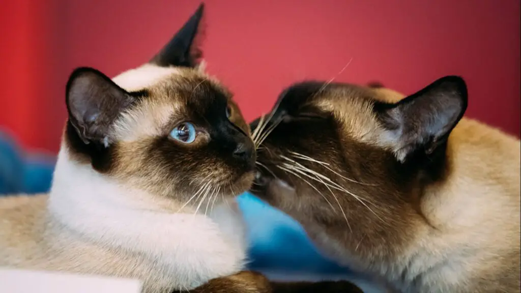 ¿Cuáles son las 10 razas de gatos más populares?