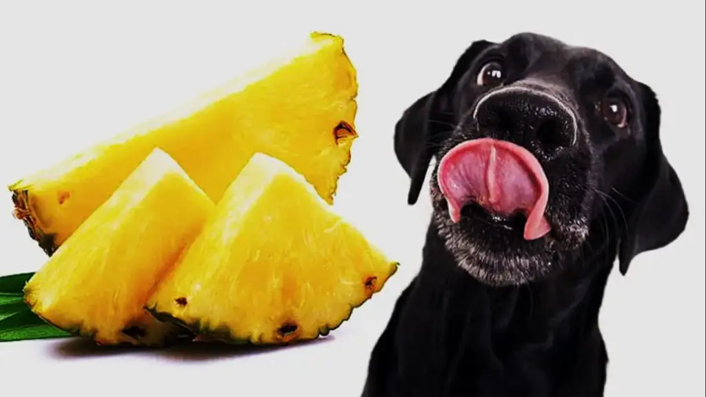 ¿Puede un perro comer piña?