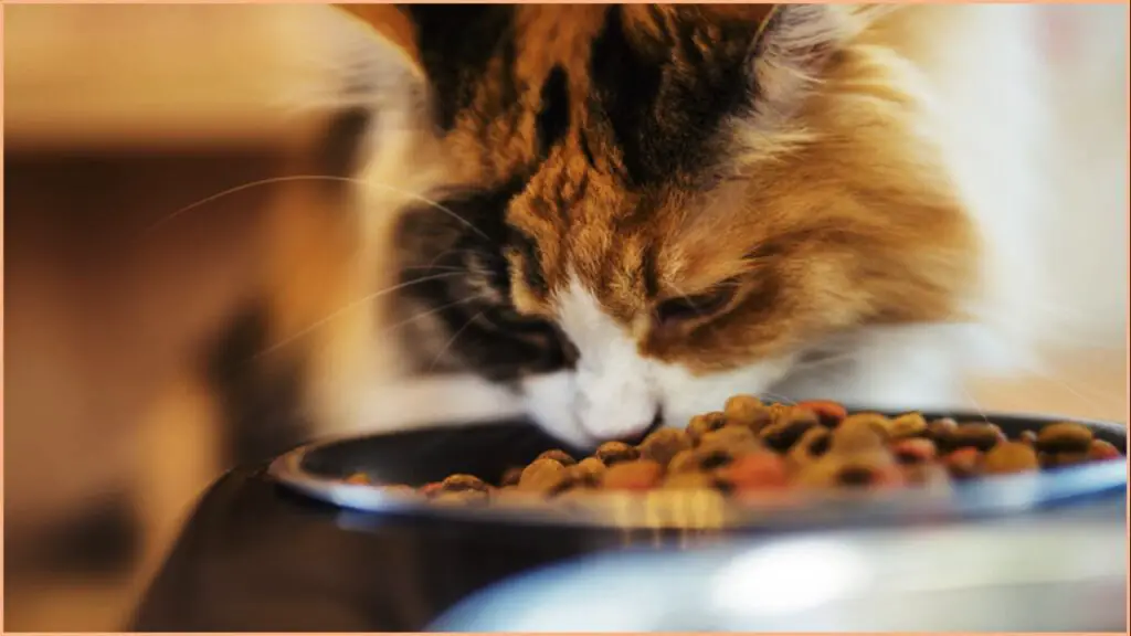 Alimento para gatos con problemas renales