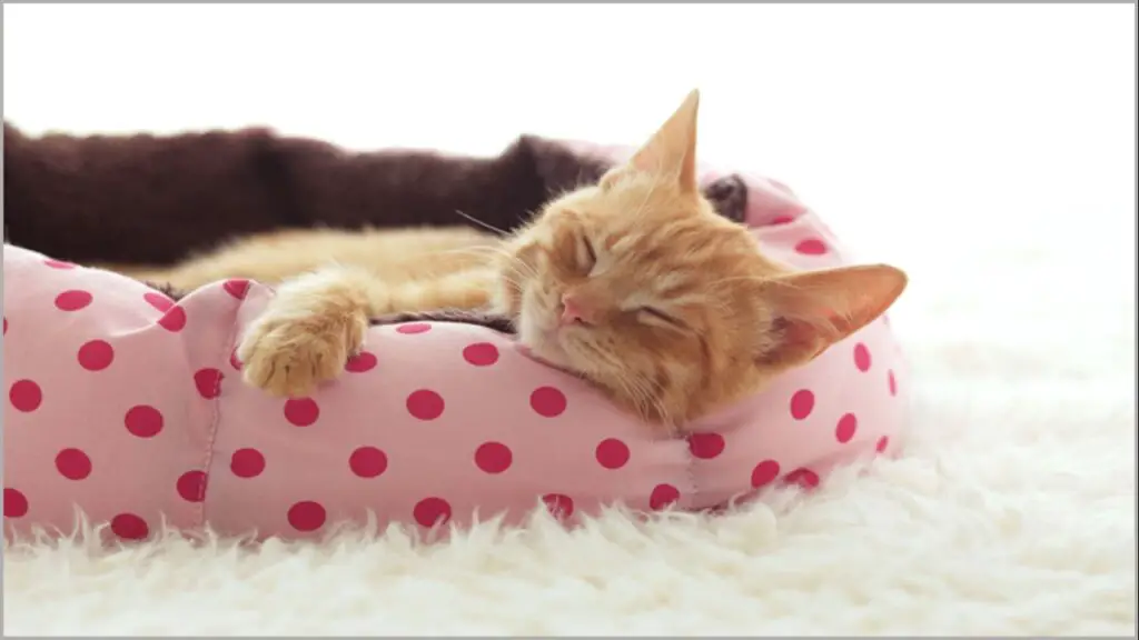Aprende hacer una cama para gatos con cajas de madera
