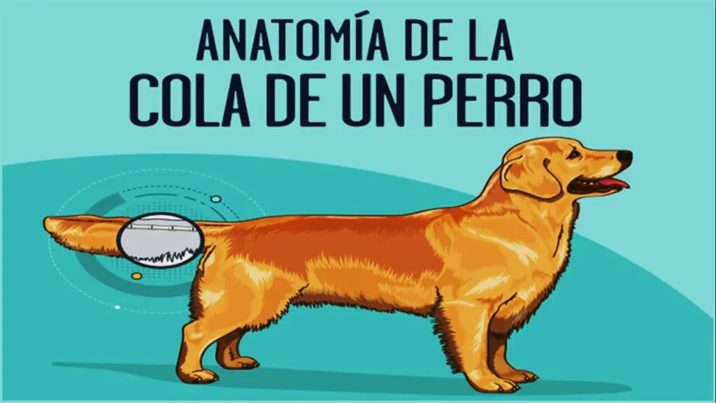 Cola de perro: anatomía, curiosidades, función y cuidados
