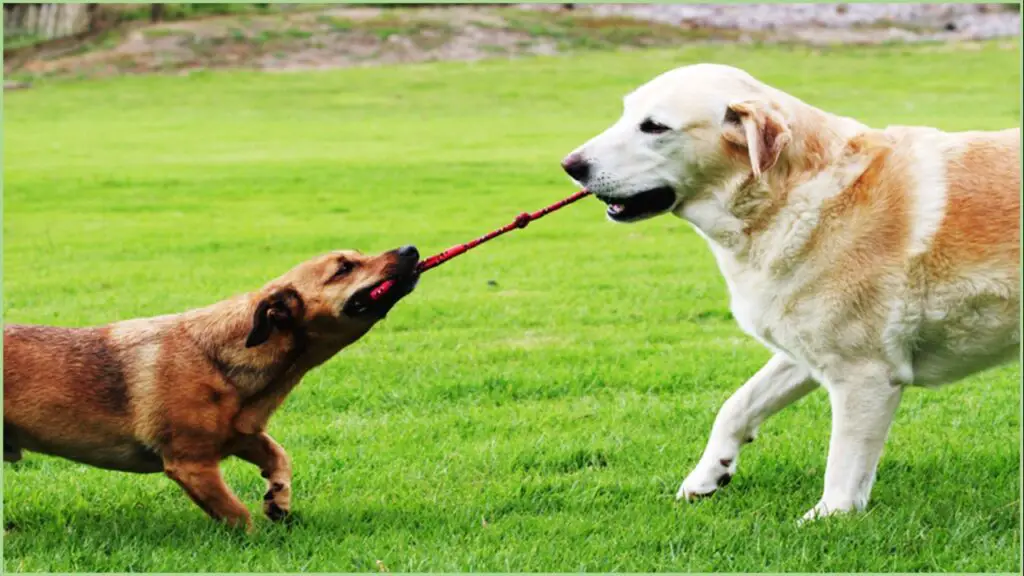 Juguete de cuerda para el perro, ¿cómo jugar con seguridad