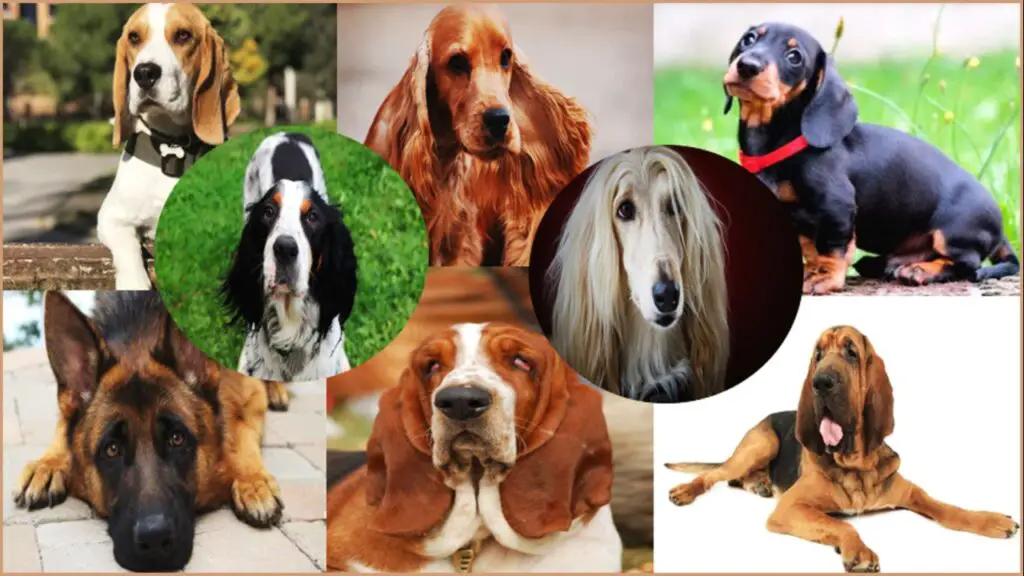 Perros con orejas grandes, conoce 8 razas que tienen esta característica