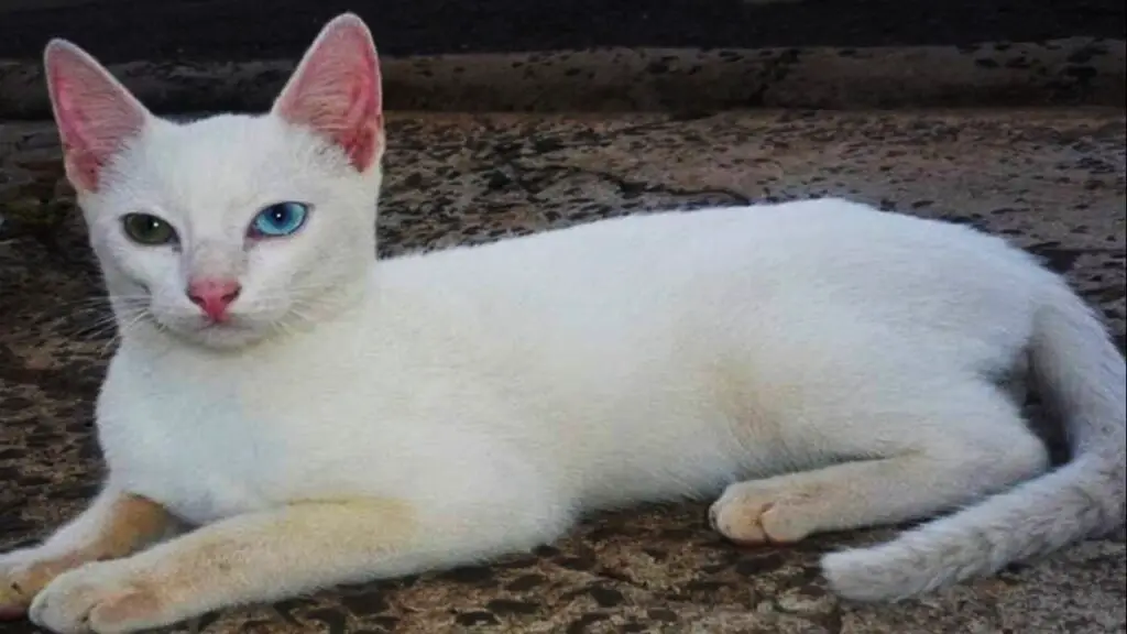 Razas de gatos blancos, ¡descubra las más comunes!