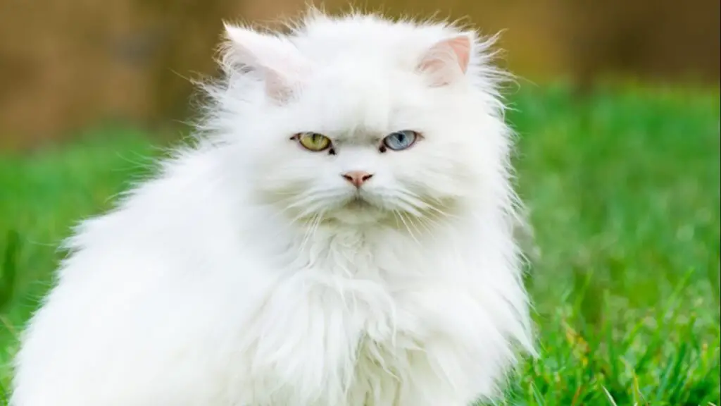 Razas de gatos blancos, ¡descubra las más comunes!