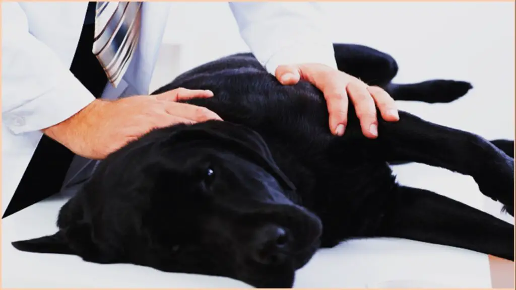 Torsión gástrica en perros, ¿qué es y cómo identificar la enfermedad