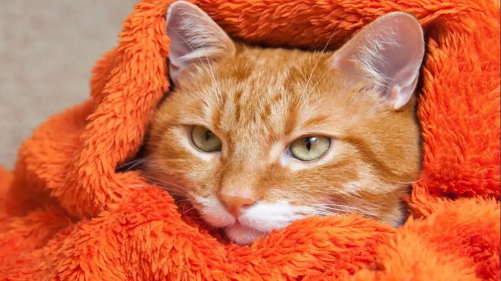 ¿El gato tiene frío? cómo cuidar a su felino en invierno