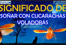 Soñar con Cucarachas Voladoras ¿Qué significa este sueño?