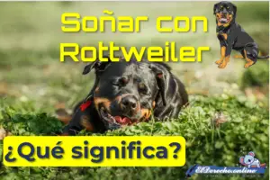 ▷ Soñar con rottweiler ¿Qué significa? » 2023 El Derecho Online 🥇 Soñar con rottweiler ¿qué significa?