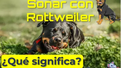 Soñar con rottweiler ¿qué significa?