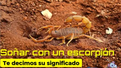 Soñar con un escorpión ¿qué significa?