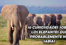 10 Curiosidades sobre los elefantes que probablemente no sabías