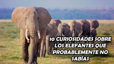 10 Curiosidades sobre los elefantes que probablemente no sabías