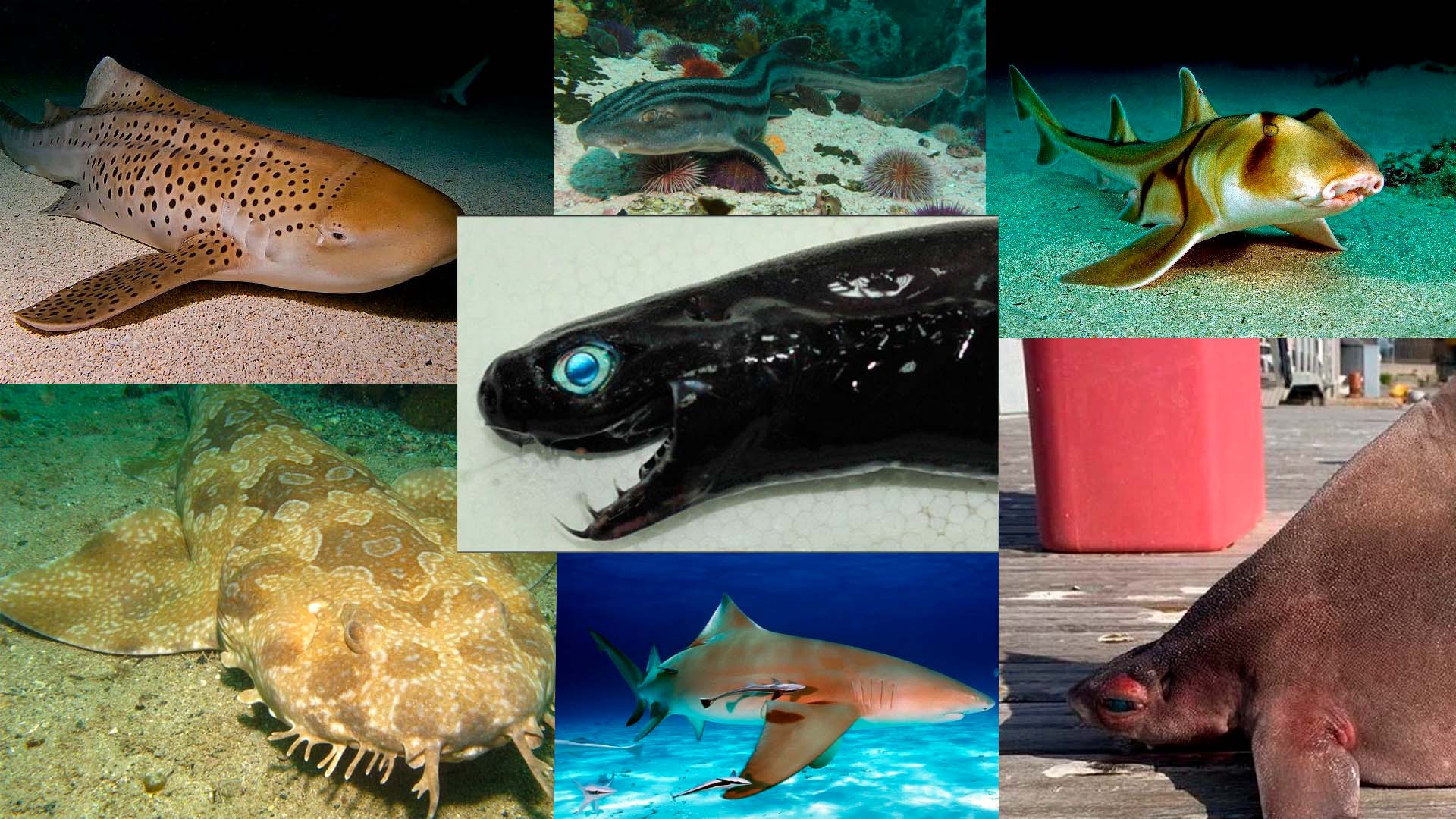 10 Extrañas especies de tiburones documentadas por la ciencia